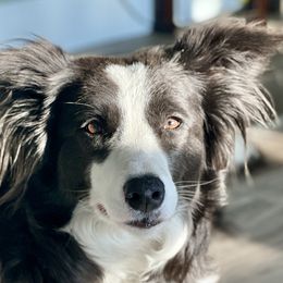 Remmi - Border Collie