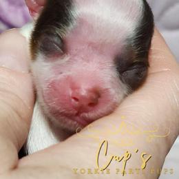 Girl 1 - Parti female Yorkshire Terrier puppy in Austin, Arkansas from Cup's Yorkie Parti Pups