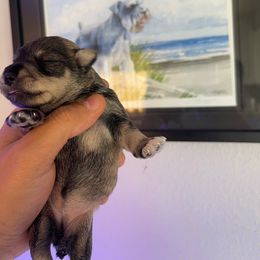 Girl 3 - Salt and pepper Miniature Schnauzer puppy in Upland, California from Rising Minis of Upland