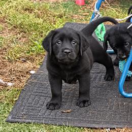 Hazel (Purple Collar) - Black female Dilute Retriever puppy in Baldwin City, Kansas from Hedge Lane Labradors