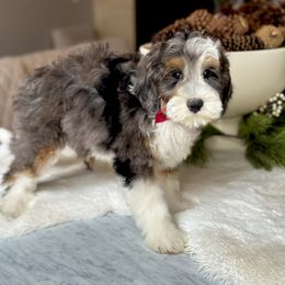 Rocco - Merle male Bernedoodle puppy in West Jordan, Utah from Doodles Friend