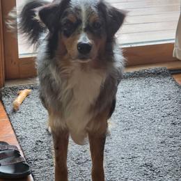 Newt - Blue merle male Miniature Australian Shepherd puppy in Billings, Montana from The Beans Knees Farm
