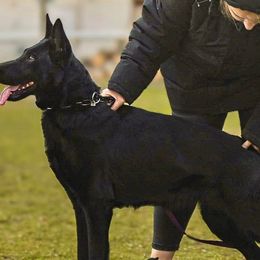 German Shepherds from Würdighaus Kennels