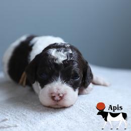 Apis - Brown white and tan male Cockapoo puppy in Canastota, New York from Silver City Cockapoos