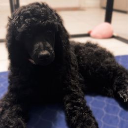 Calíope - Black female Poodle puppy in Homestead, Florida from GYCAM STANDARD POODLE