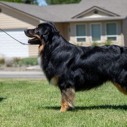 Australian Shepherd All Grown Up from Eventide Australian Shepherds
