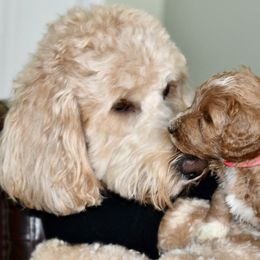 Goldendoodles from Honeysuckle Creek Goldendoodles