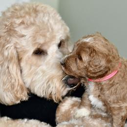 Goldendoodles from Honeysuckle Creek Goldendoodles