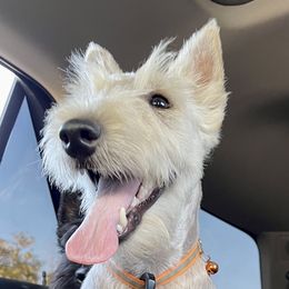 Jack - Scottish Terrier