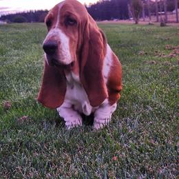 Ophelia - Black brown and white female Basset Hound puppy in Yelm, Washington from Prince Labradors