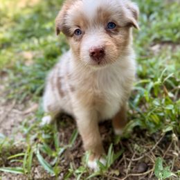 Sprite - Red merle female Australian Shepherd puppy in Athens, Texas from Quintessential Aussies