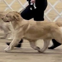 Golden Retrievers from MyGoldensLife's Goldens