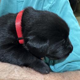 Boy 3 - Black male Labrador Retriever puppy in Conroe, Texas from XOM Retrievers