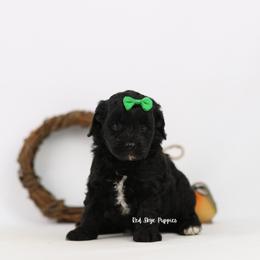 Green Collar Boy - Black male Cavapoo puppy in Republic, Missouri from Red Skye Puppies