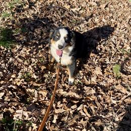 Diamond - Black tri female Miniature Australian Shepherd puppy in Harmony, North Carolina from Carolina Pride Aussies