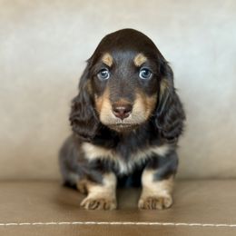 Dachshund Puppies from Gem State Mini Dachshunds
