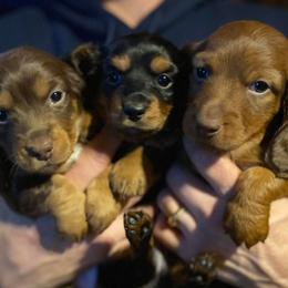 Dachshunds from Meaden's Mini Dachshunds