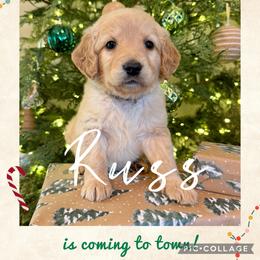 Russ - Apricot male Goldendoodle puppy in Chattanooga, Tennessee from Scenic City Doodles