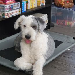 Old English Sheepdogs from XPRSSNS