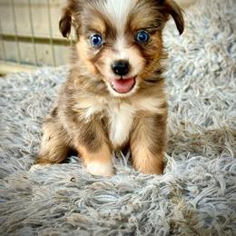 Blue female 2 - Blue merle female Toy Australian Shepherd puppy in Lemon Cove, California from Magic Ranch Mini Aussies