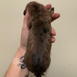 Betty Boop - Fawn female Great Dane puppy in Jerusalem, Arkansas from Mara Danes