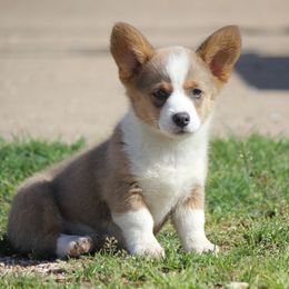 American Corgi, French Bulldog, and Pembroke Welsh Corgi Puppies from Moonstone Corgis & Frenchies