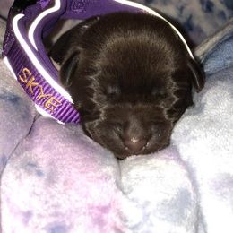 Labrador Retriever Puppies from Harvest Moon Farm