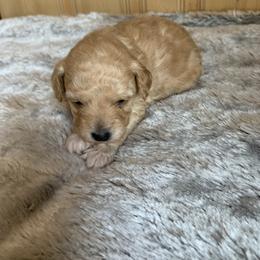Sparky - Apricot male Poodle puppy in Haddam, Kansas from Golden B Acres