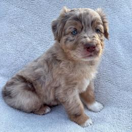 Cutter - Red merle male Australian Shepherd puppy in Raleigh, North Carolina from Southern Tribute Farms