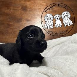 Onyx - Black female Dachshund puppy in Wytheville, Virginia from Dippin’ Dachs mini dachshunds