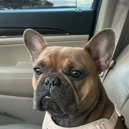 KIWI - French Bulldog