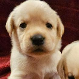 Purple - Yellow female Labrador Retriever puppy in Siloam Springs, Arkansas from Karemy Kennels (Karemy Labradors)