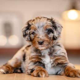 Mr. Blue - Blue merle male Bernedoodle puppy in Chandler, Arizona from Phoebe's Bebies
