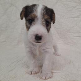 Annie - White black and tan female Wire Fox Terrier puppy in Lancaster, Missouri from Missouri Meadows Farm