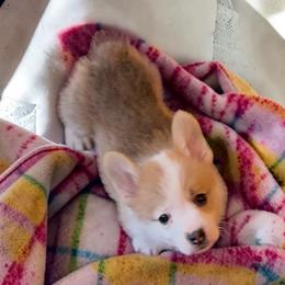 Purple Collar - Red male Pembroke Welsh Corgi puppy in Abingdon, Virginia from Em-K Kennels