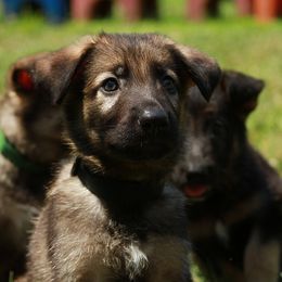 German Shepherd Puppies from Jane Dancosse's German Shepherds