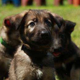 German Shepherd Puppies from Jane Dancosse's German Shepherds
