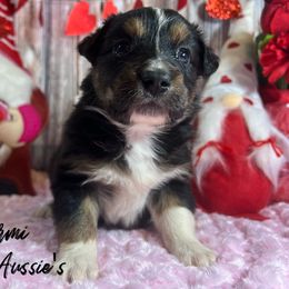 Australian Shepherd and Pembroke Welsh Corgi Puppies from Lewis Aussie’s & Corgi’s