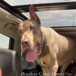 Duke - Great Dane