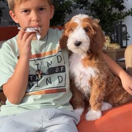 Ike - Red  male Goldendoodle puppy in Yuciapa, California from AlltheDoodlez_