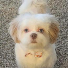 Cockapoo, Goldendoodle, and Shih Tzu All Grown Up from Dogue, where fashion meets fur