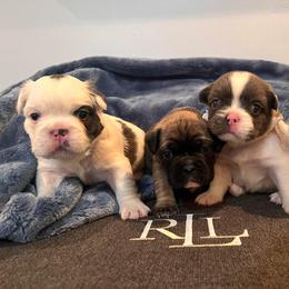 French Bulldog Puppies from The Frenchie Ravine Connection LLC