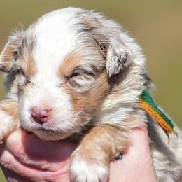 Green orange girl - Red merle female Australian Shepherd puppy in Clarkrange, Tennessee from Vom Wolff