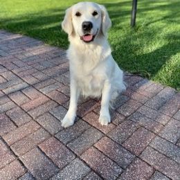 Maddie - Golden Retriever