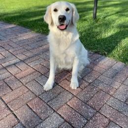Maddie - Golden Retriever