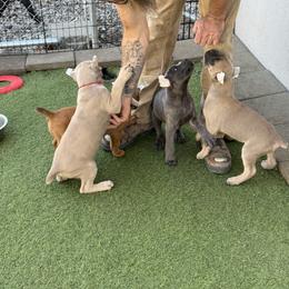 Cane Corso Puppies from Corso Empire