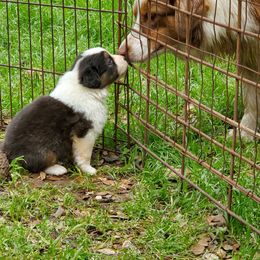 Australian Shepherd Puppies from Veritas Australian Shepherds