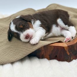 Girl 3 - Red tri-color female Aussiedoodle puppy in Manteca, California from Silva Ranch Doodles