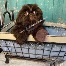 Shih Tzu Puppies from Shurbeez Shih Tzu