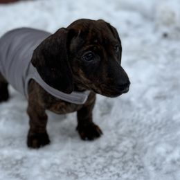 Boy 1- Rosco - Brindle Dachshund puppy in Skowhegan, Maine from KBz Miniature Dachshunds